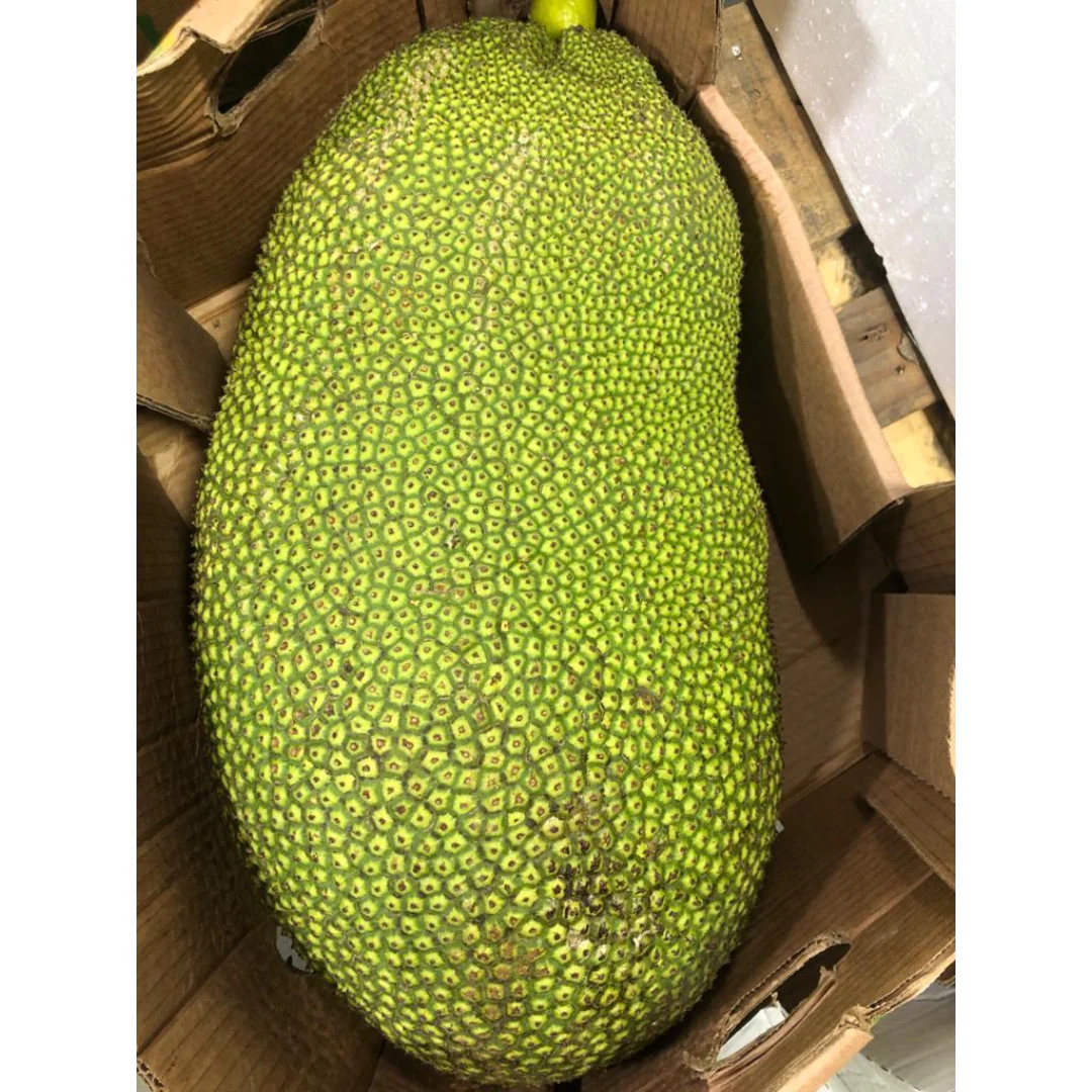 Whole Mexican Jackfruit ~10-14 kg | Fresh Import From Mexico - Image 4